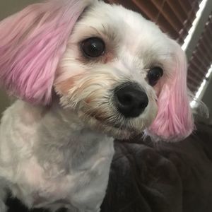 Meet your Posher, Dawn